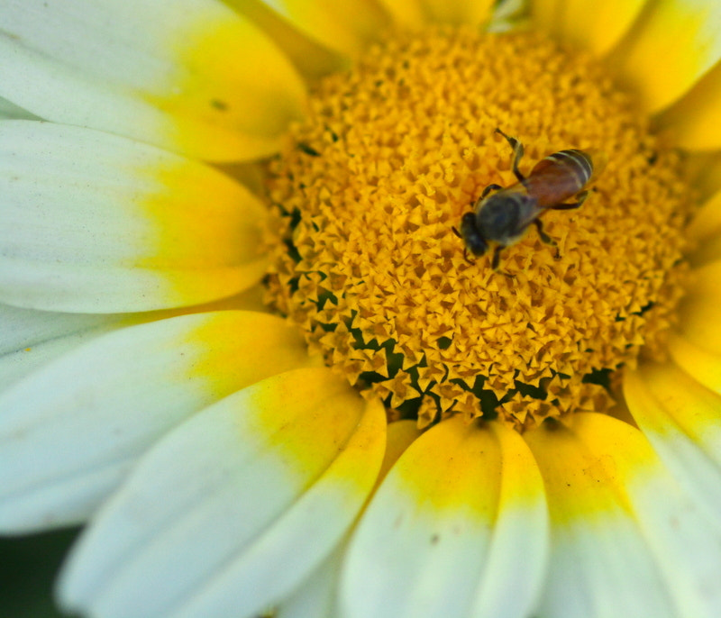 Nikon D5200 sample photo. Dsc photography