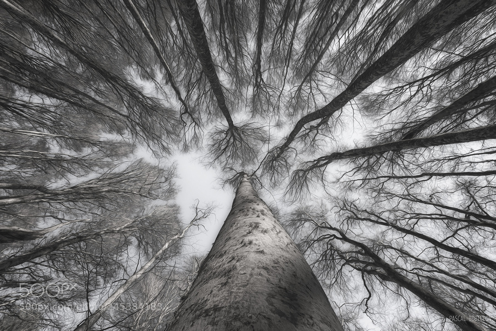 Nikon D800 sample photo. Neuronic forest photography