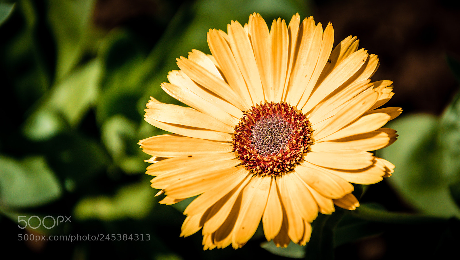 Nikon D5200 sample photo. Yellow flower photography