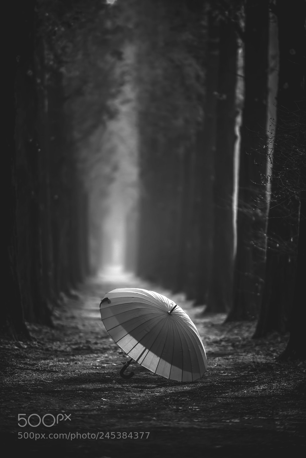 Nikon D810 sample photo. Umbrella photography