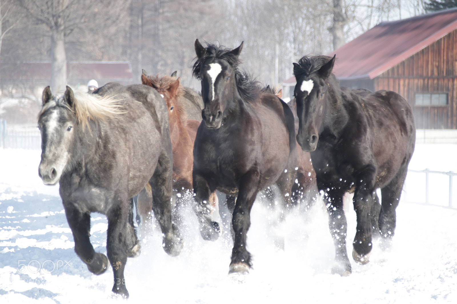 Canon EF 75-300mm F4.0-5.6 IS USM sample photo. 雪飛沫 photography