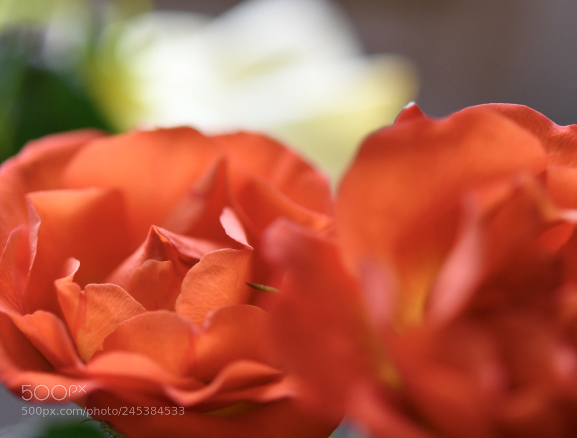 Nikon D850 sample photo. Untitled photography