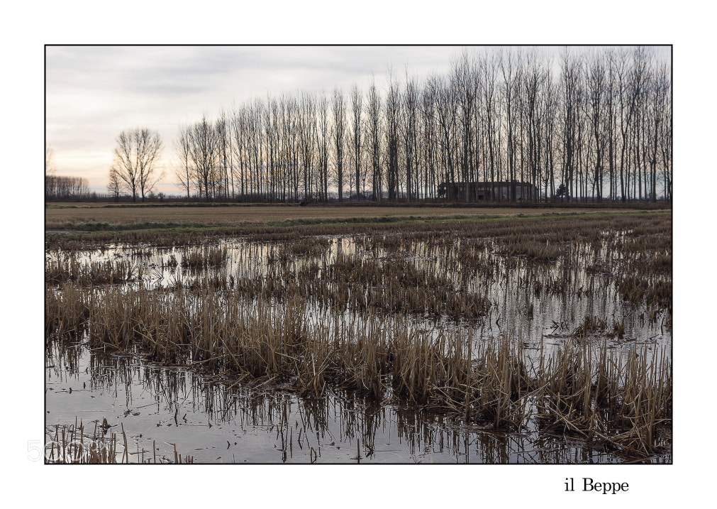 Pentax K-5 sample photo. Le risaie. inverno. photography