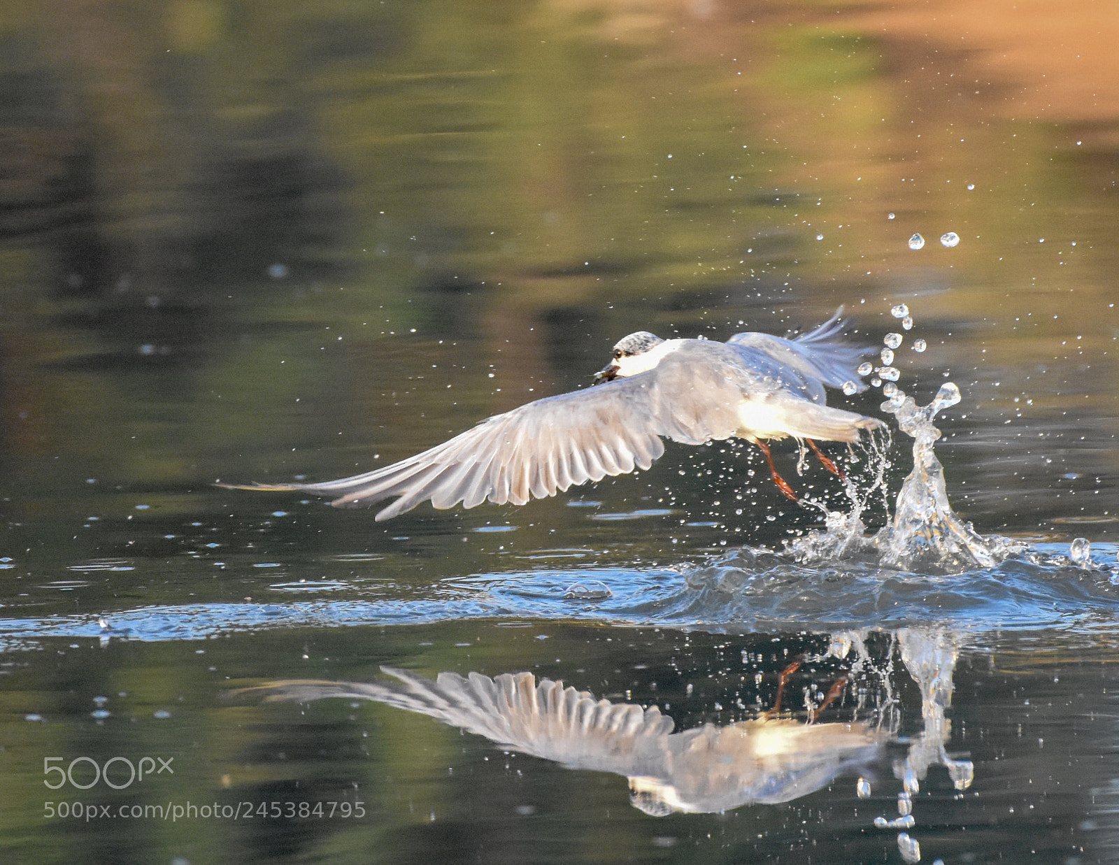 Nikon D7200 sample photo. Water splash photography