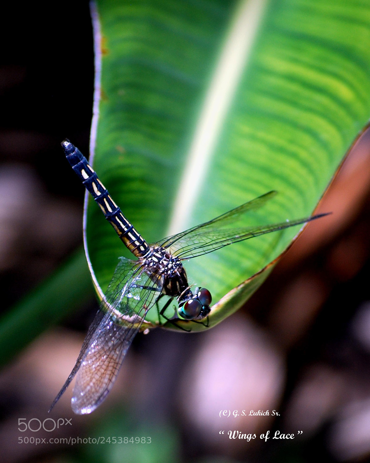 Nikon D40X sample photo. Untitled photography
