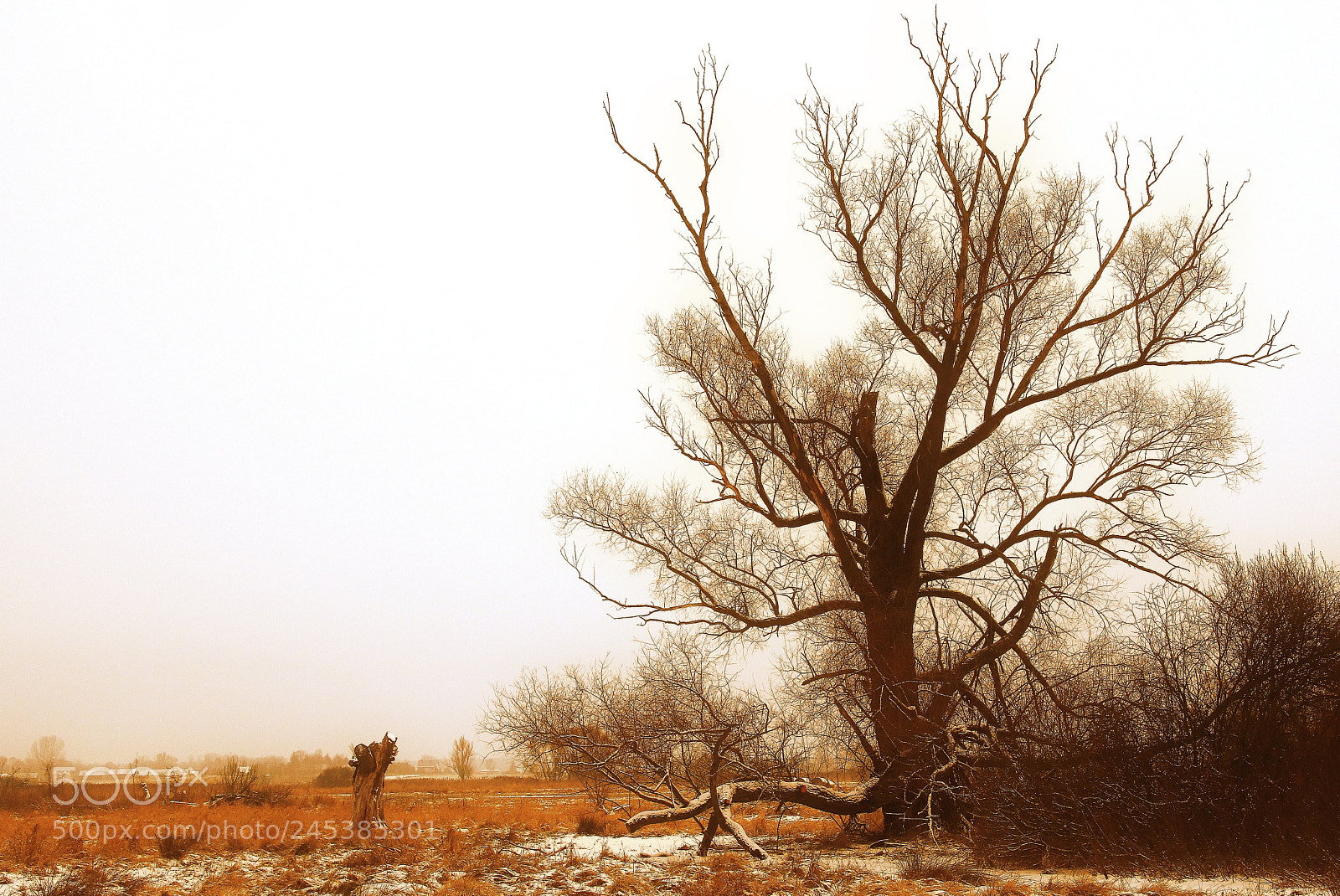 Canon EOS 760D (EOS Rebel T6s / EOS 8000D) sample photo. Old tree photography