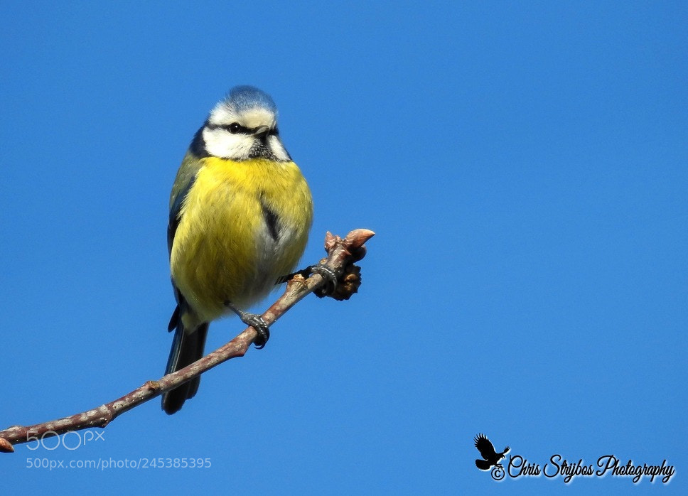 Nikon Coolpix P900 sample photo. Blue tit (pimpelmees) photography
