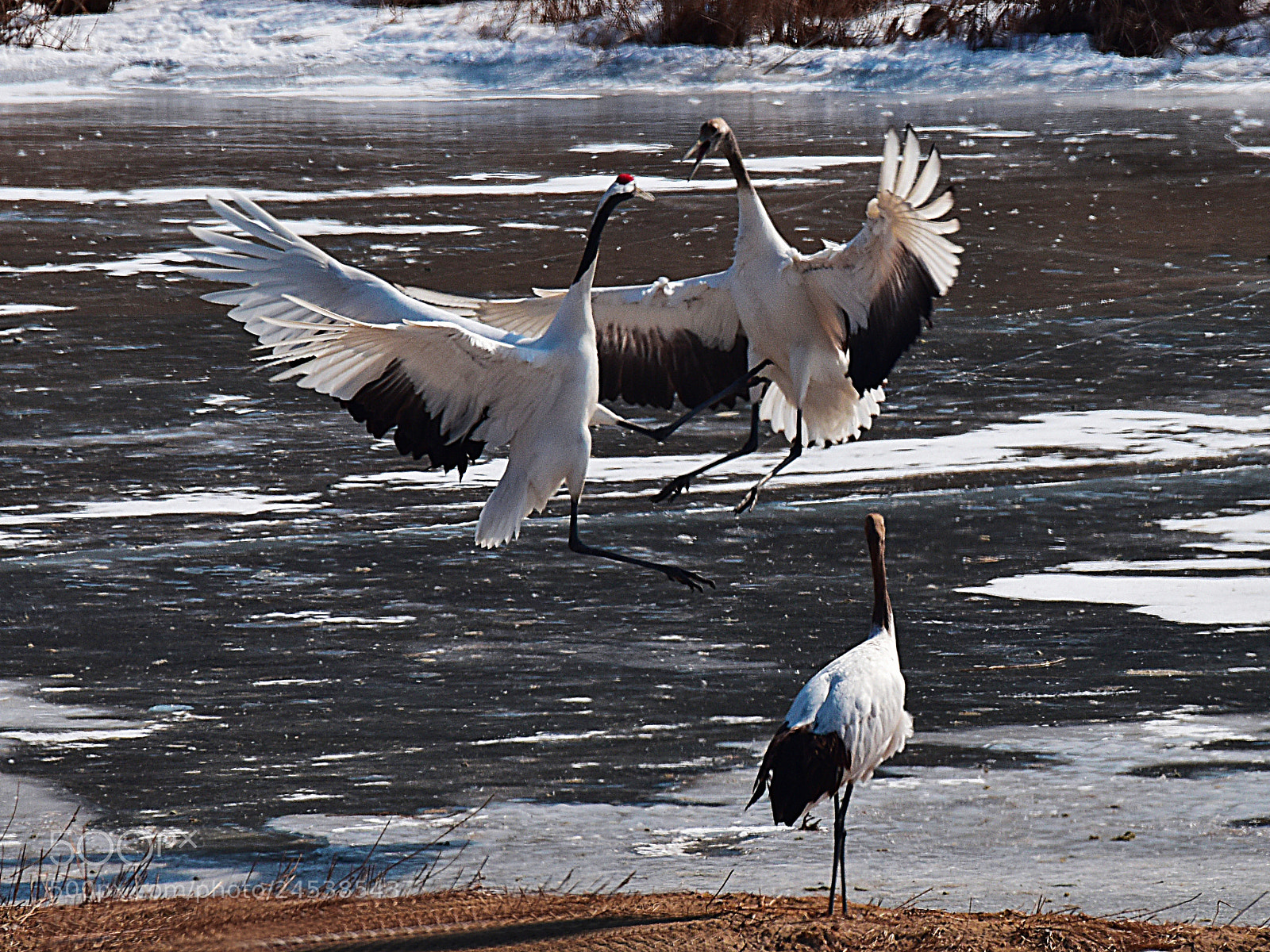 Nikon D810 sample photo. Untitled photography