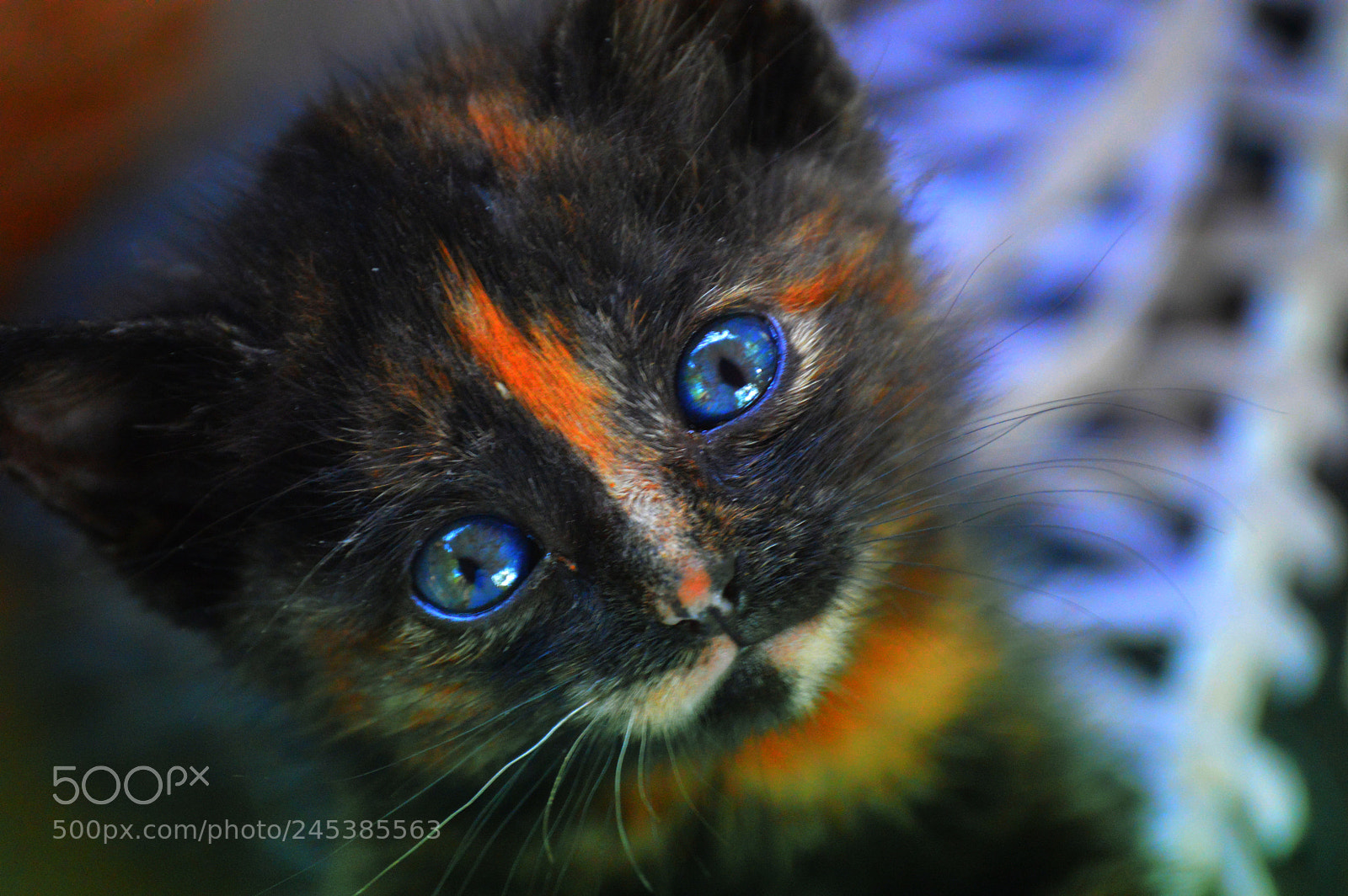 Nikon D3200 sample photo. Kitten photography