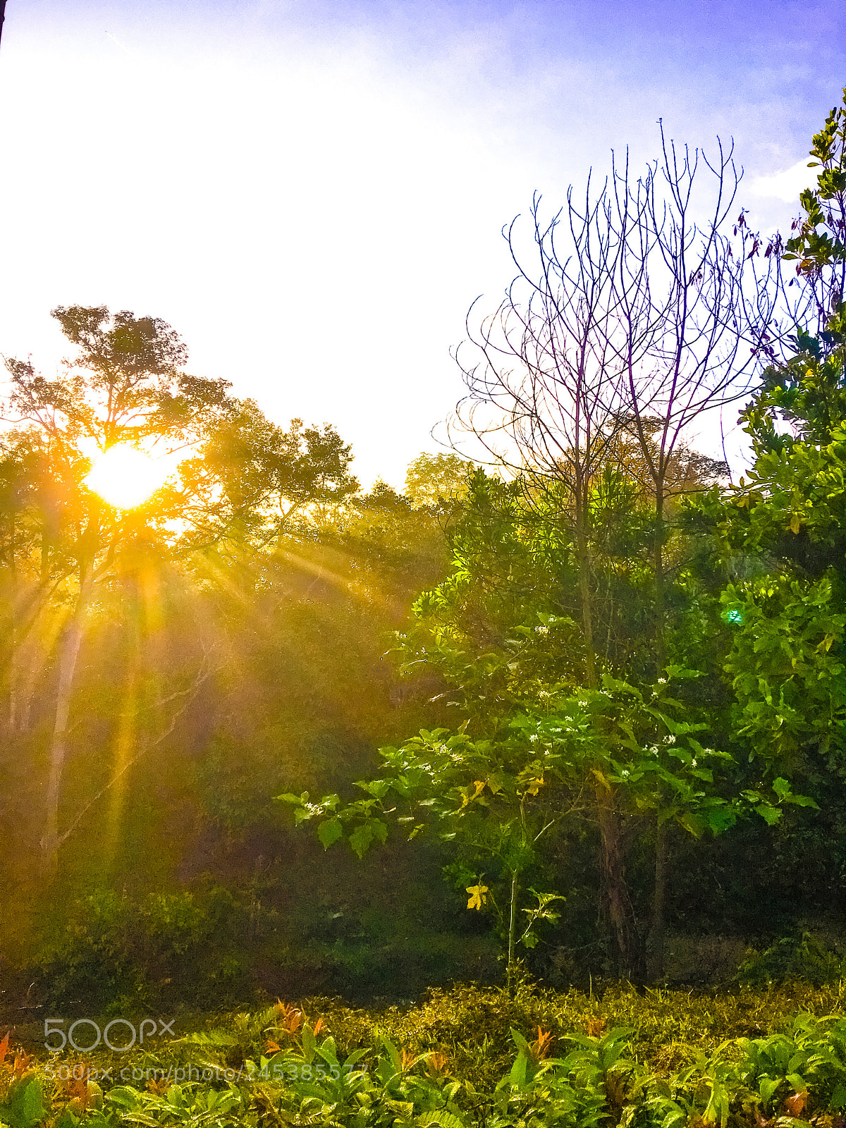 Apple iPhone 6s Plus sample photo. Morning sun and trees photography