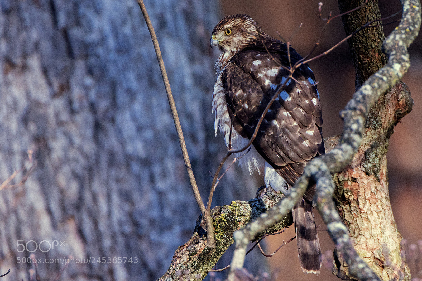 Canon EOS 7D Mark II sample photo. Cooper's perched photography