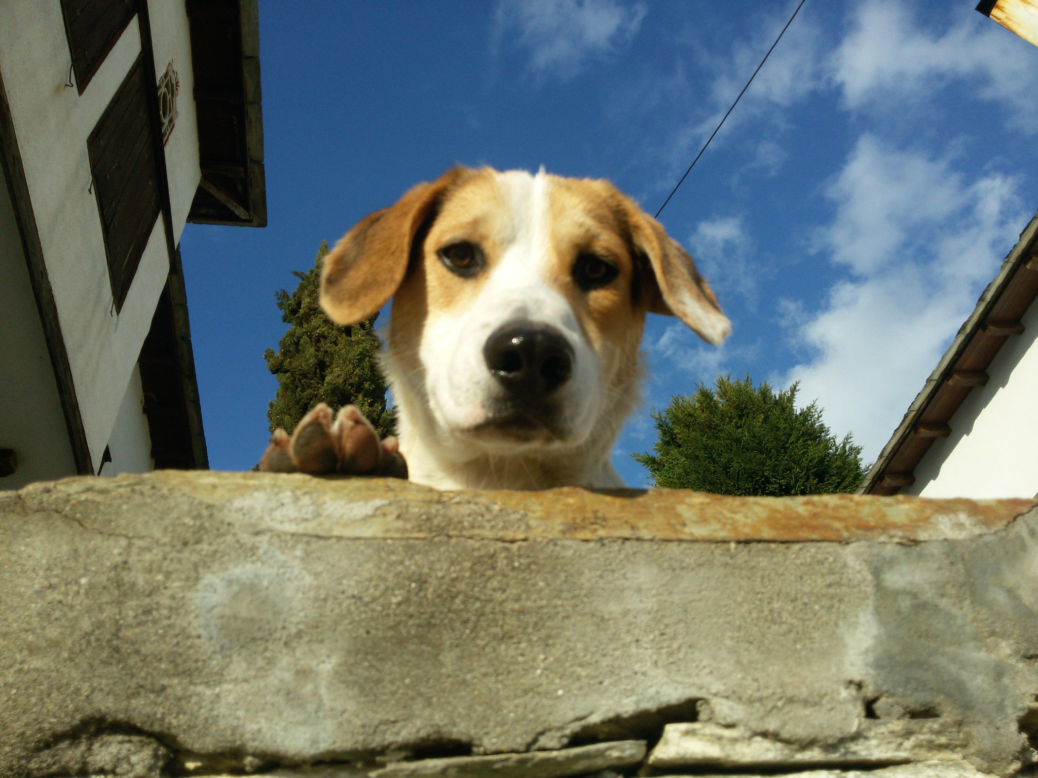 Samsung Galaxy S3 Neo sample photo. Doggo photography