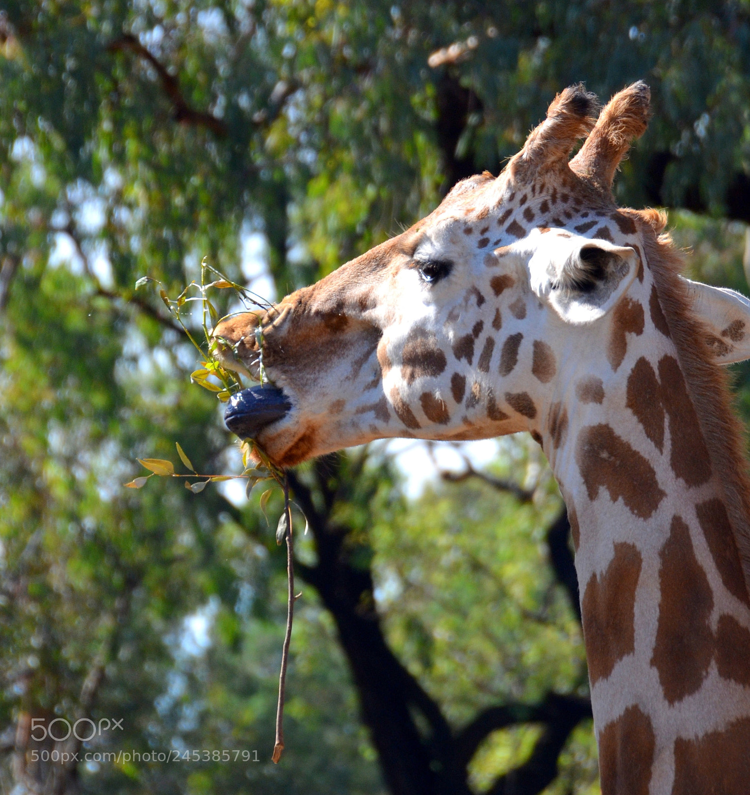 Nikon D5100 sample photo. Blue tongue photography