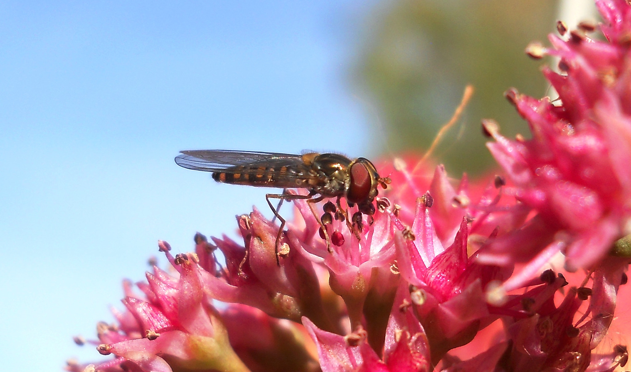 Nikon Coolpix L21 sample photo. Insect and flower photography