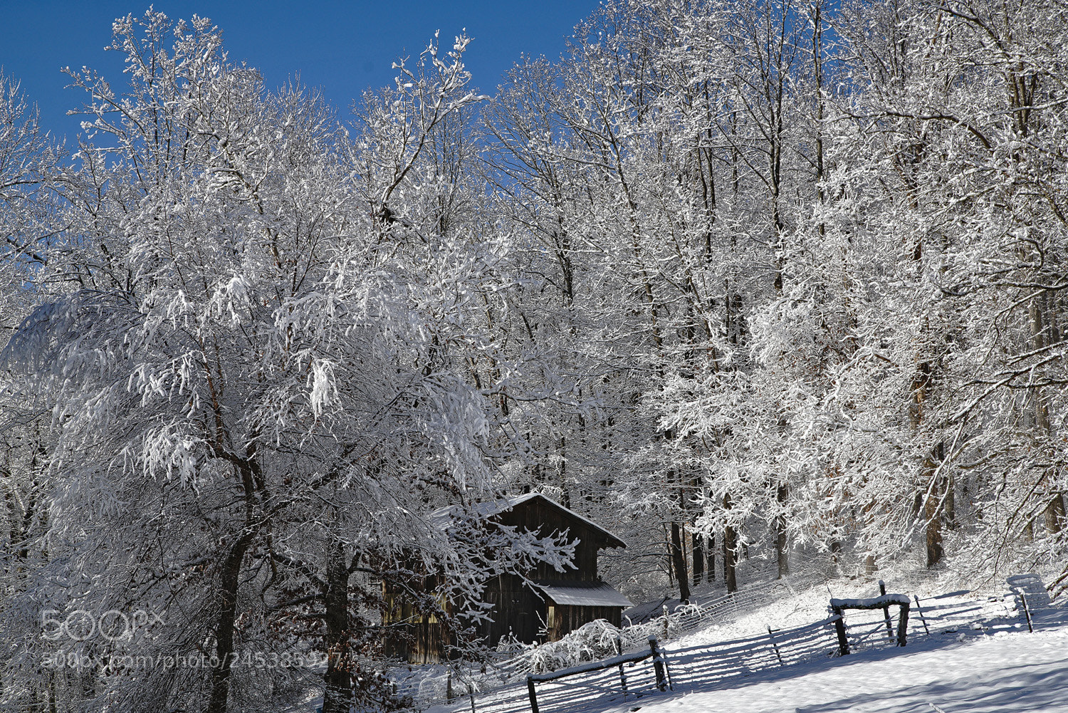 Sony a7R II sample photo. Nestled in white photography