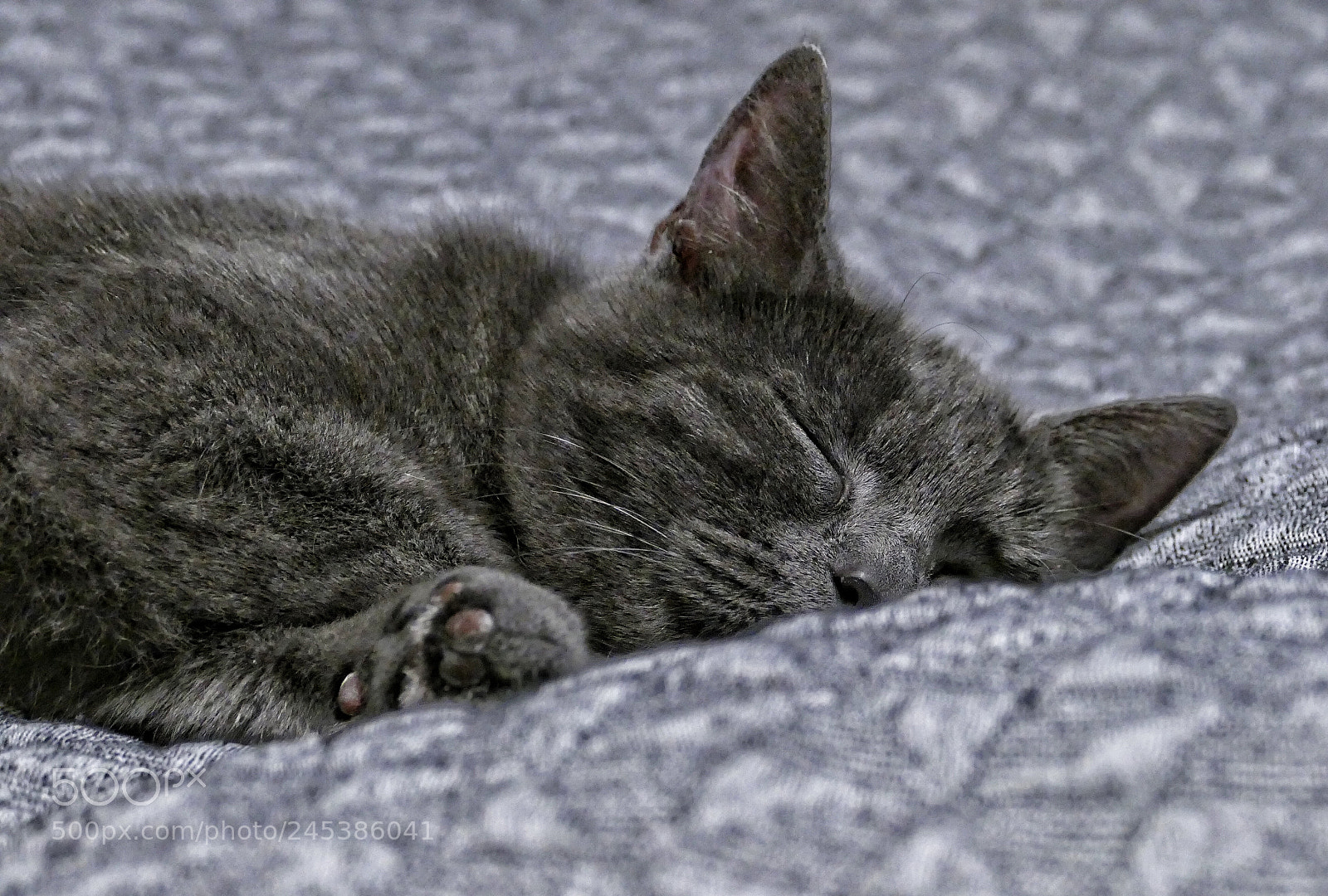Panasonic Lumix DMC-FZ1000 sample photo. Cuteness lvl 1000 photography