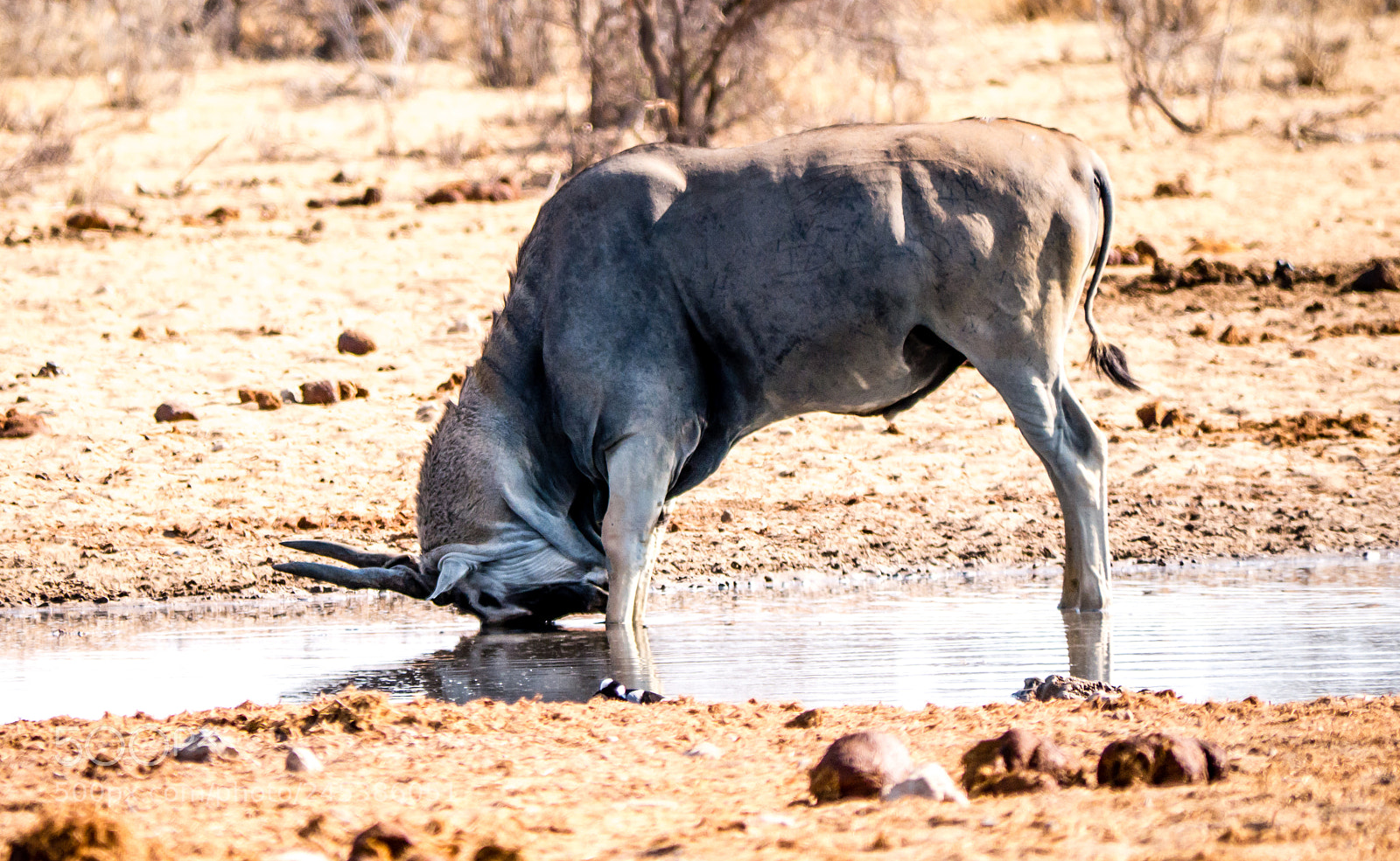 Panasonic DMC-G70 sample photo. At the waterhole photography