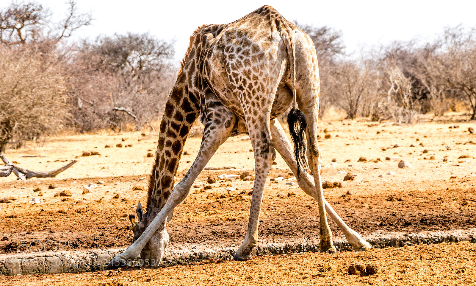 Panasonic DMC-G70 sample photo. At the waterhole photography