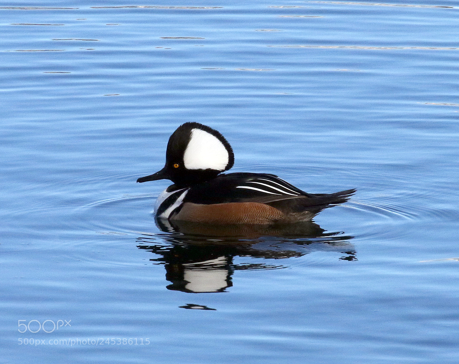Canon EOS 7D Mark II sample photo. Duck delight photography