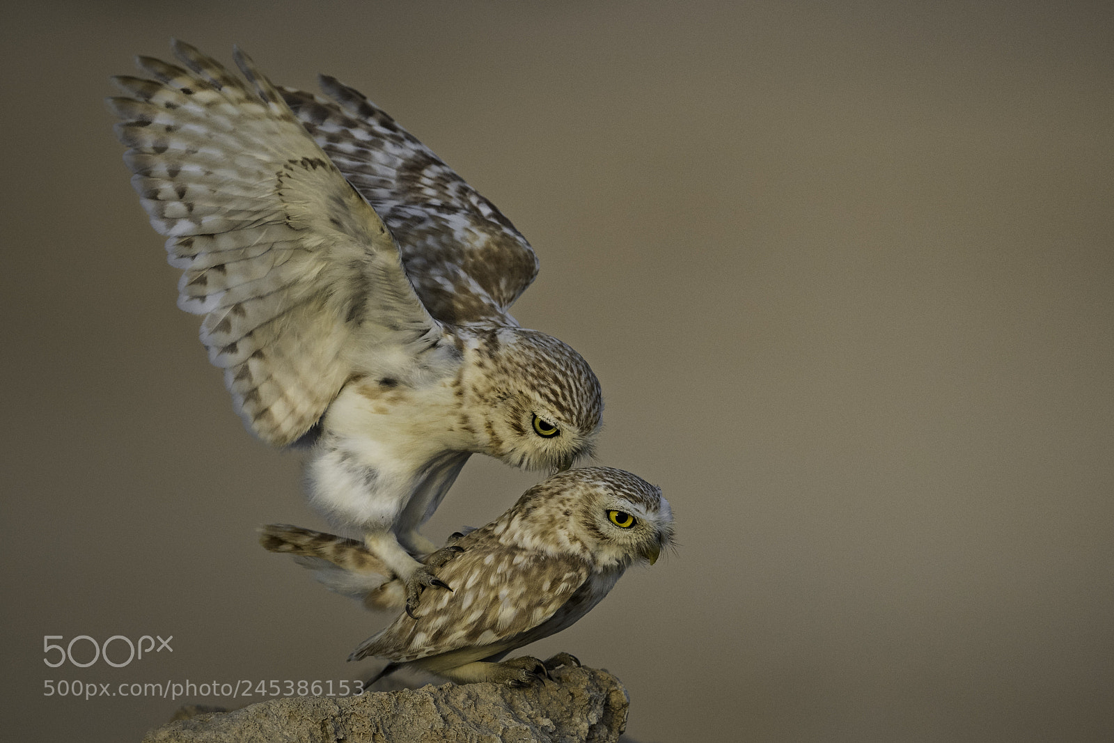 Nikon D5 sample photo. Little owl photography