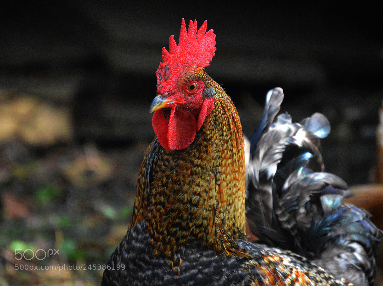 Nikon D3200 sample photo. Rooster photography