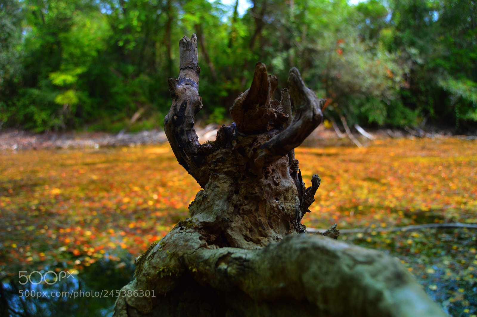 Nikon D3200 sample photo. The root photography