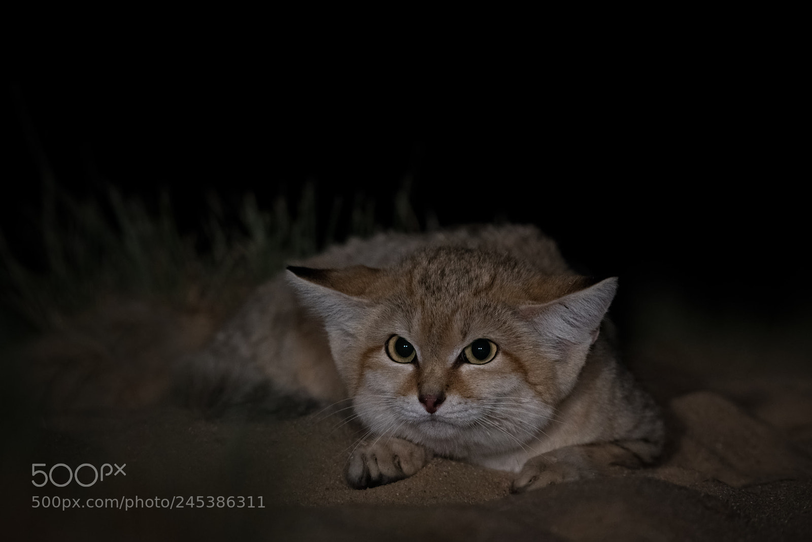 Nikon D850 sample photo. Sand cat photography