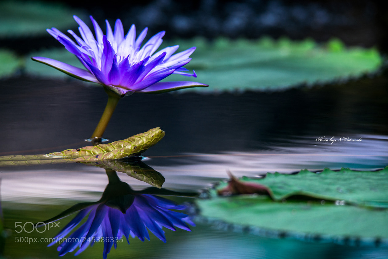 Nikon D800 sample photo. * reflection * photography