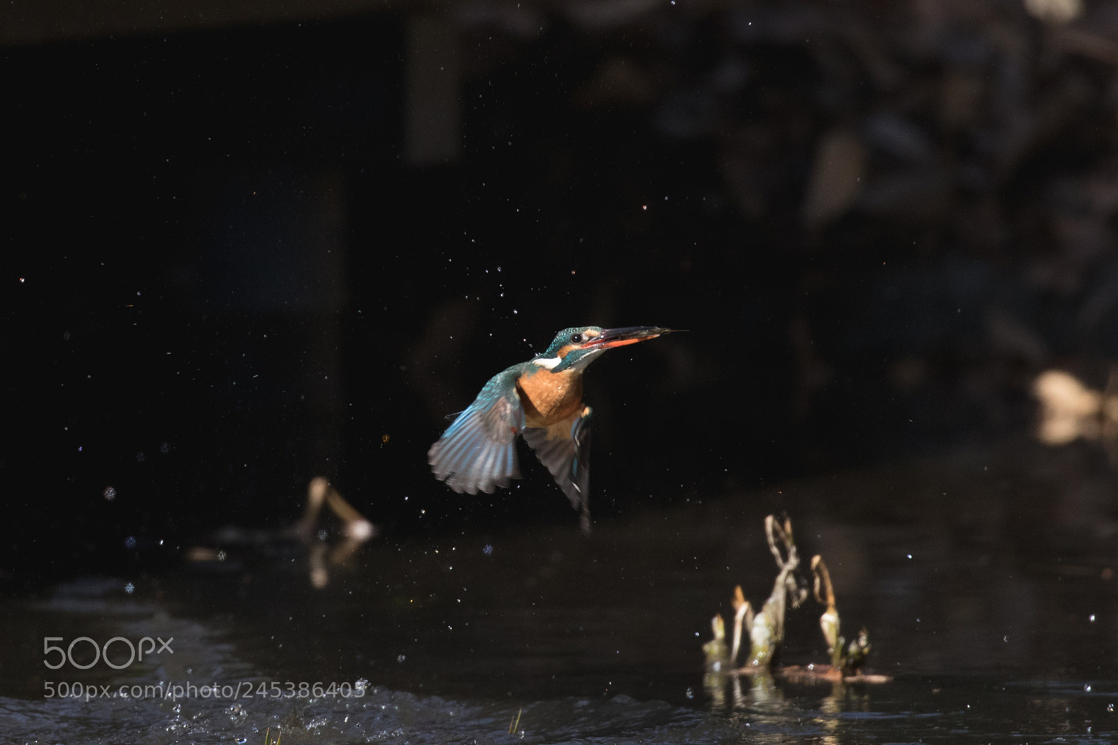 Canon EOS 7D Mark II sample photo. King fisher photography