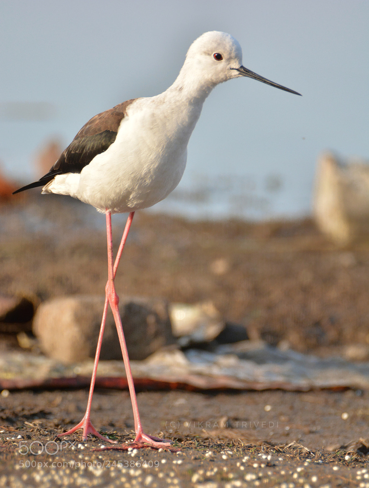 Nikon D7100 sample photo. Black winged stilt  photography