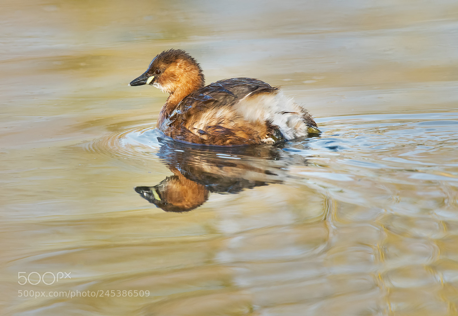 Nikon D500 sample photo. Little grebe photography
