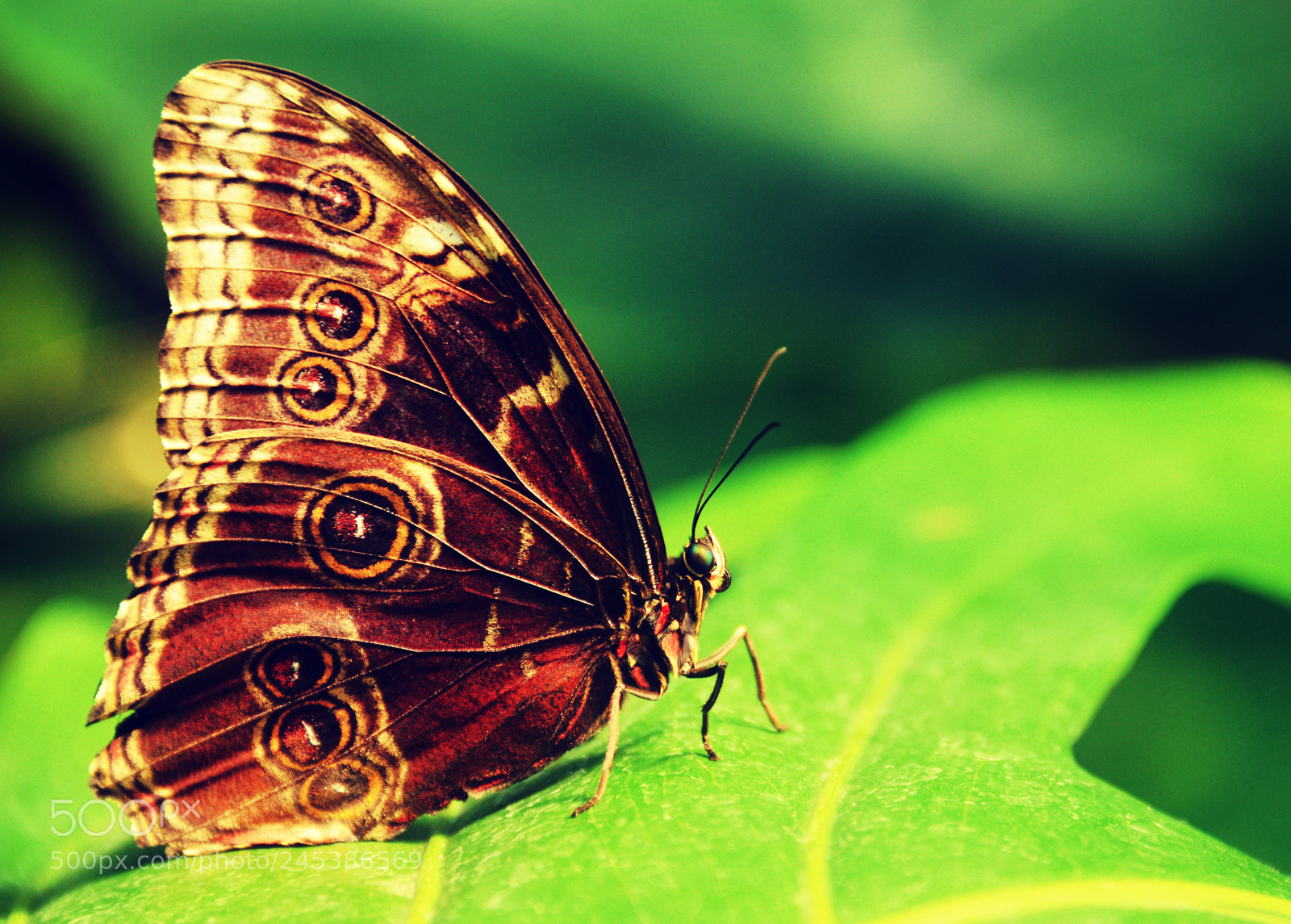 Nikon D800 sample photo. Owl butterfly photography