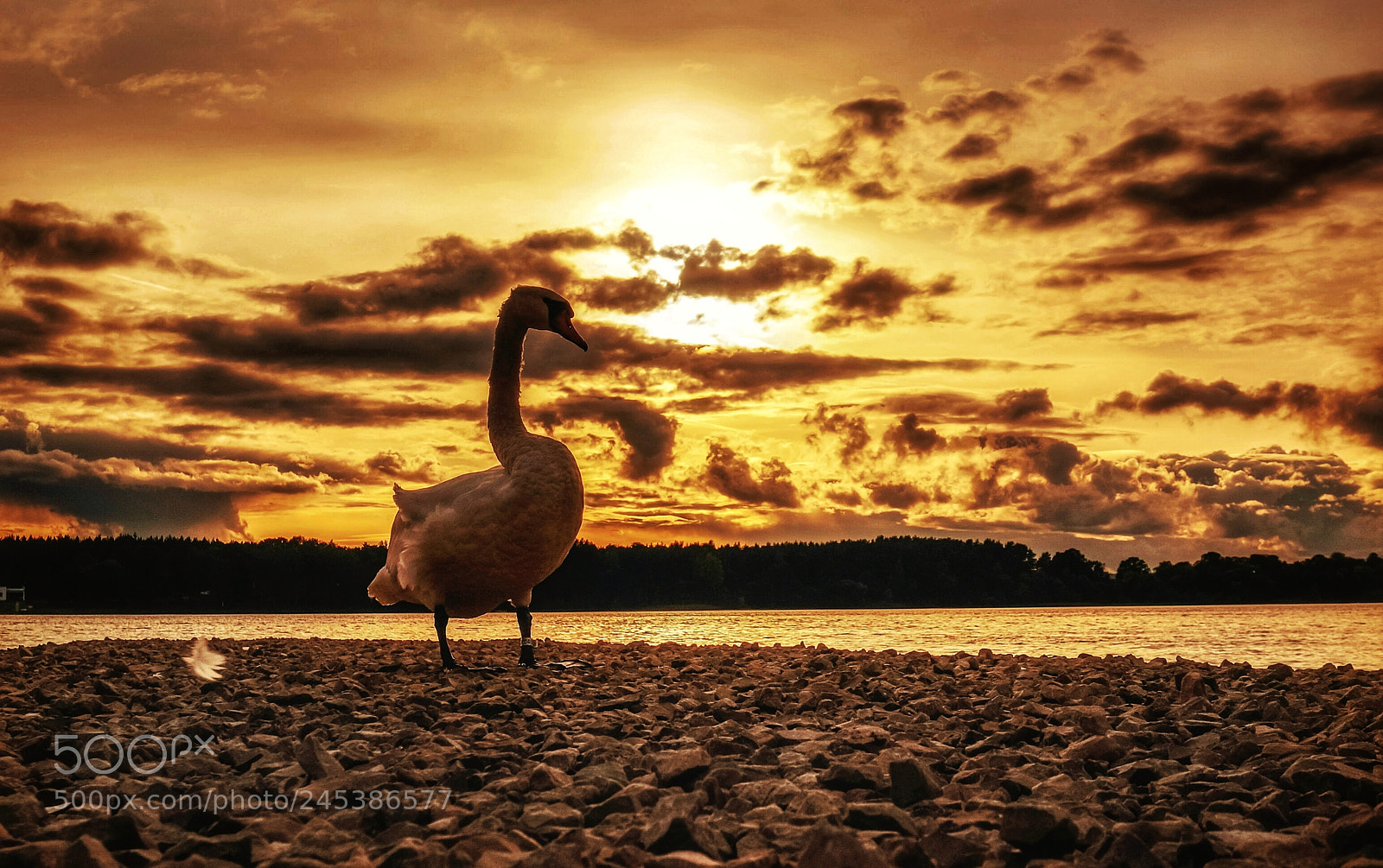 Sony Alpha NEX-6 sample photo. Swan and sunset photography