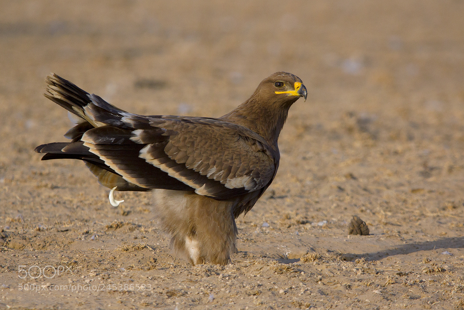 Canon EOS 550D (EOS Rebel T2i / EOS Kiss X4) sample photo. Steppe eagle photography