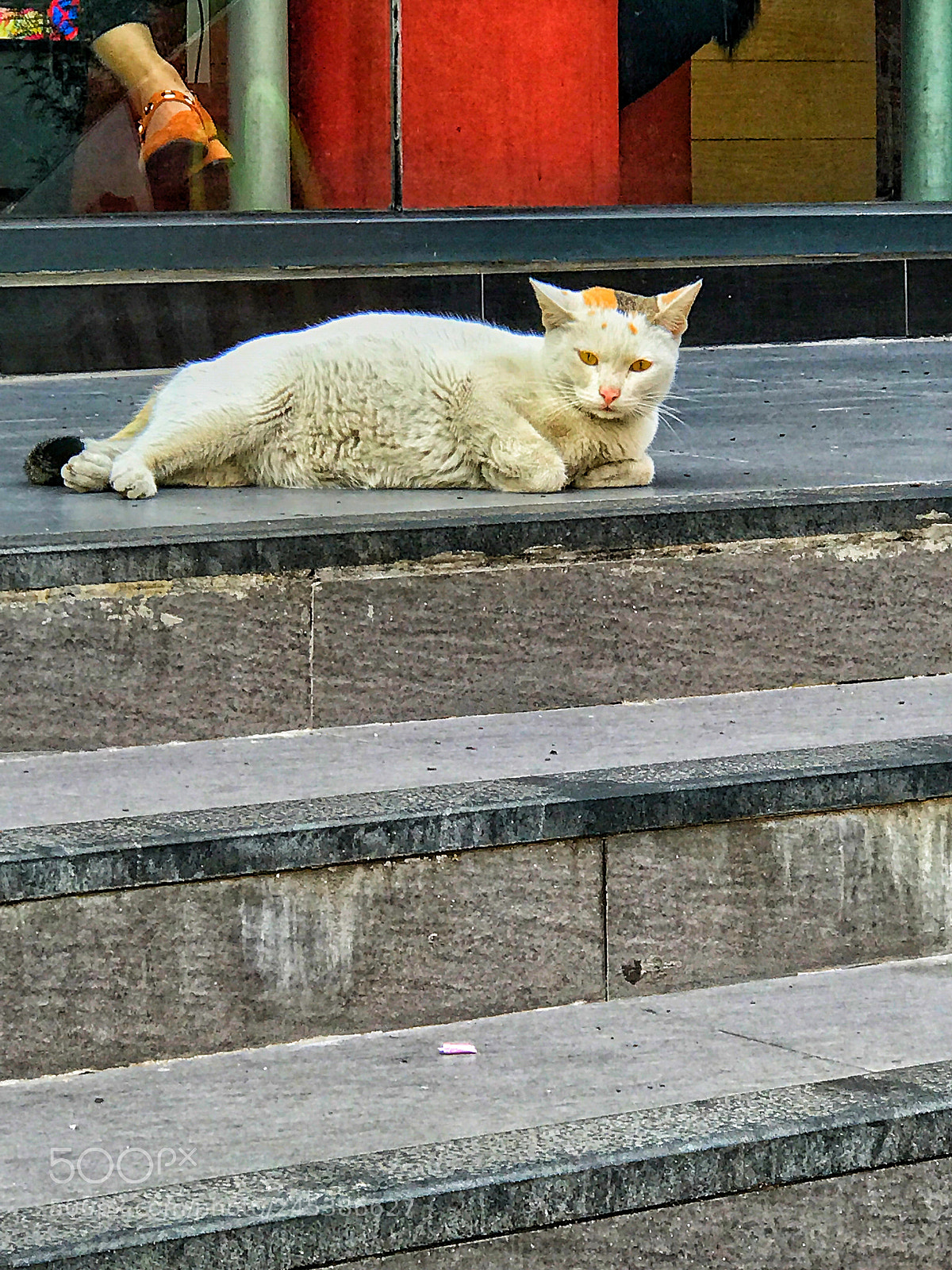 Apple iPhone 7 Plus sample photo. The stare photography