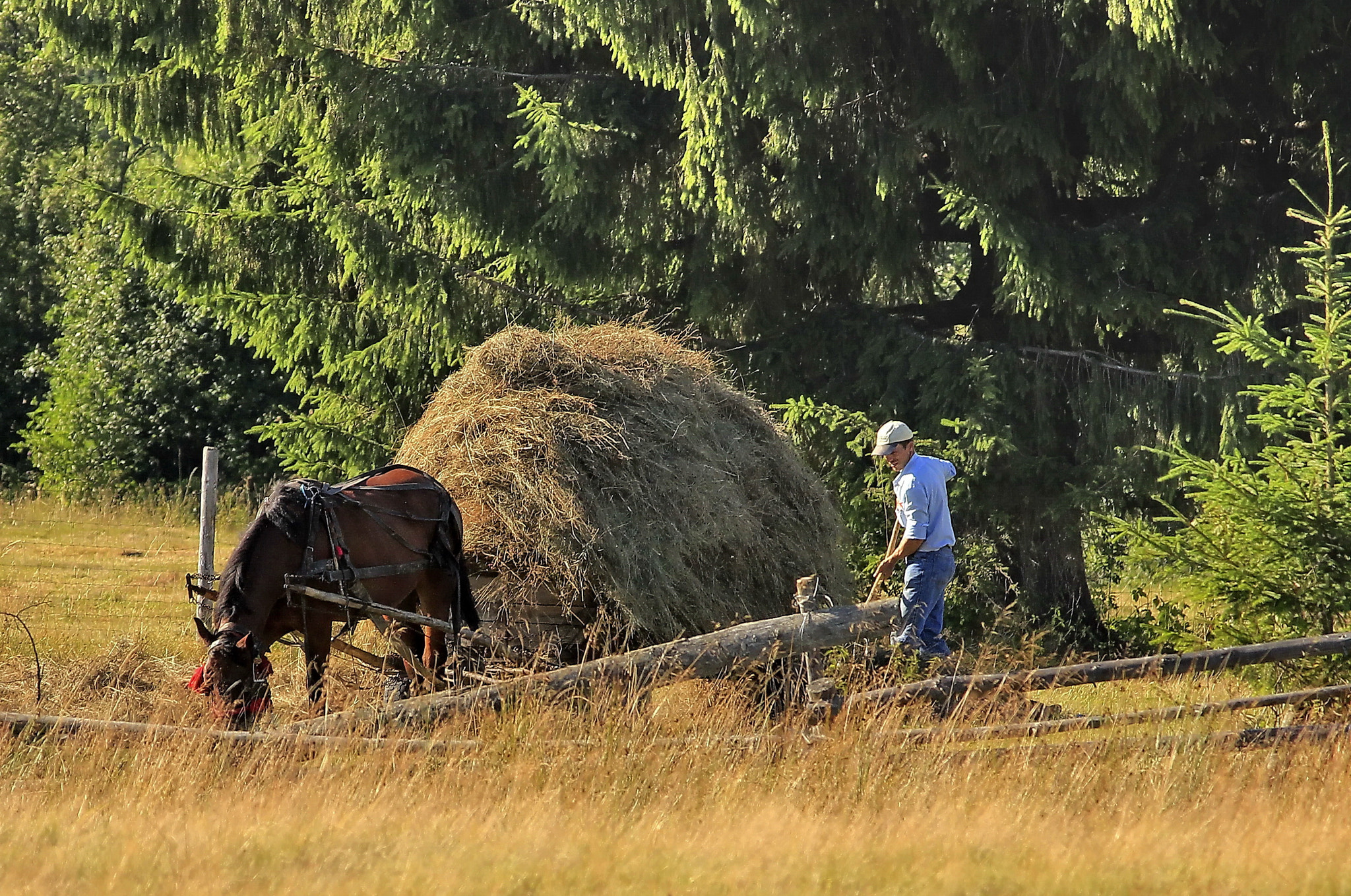 Canon EF-S 55-250mm F4-5.6 IS II sample photo. Hay transport. photography