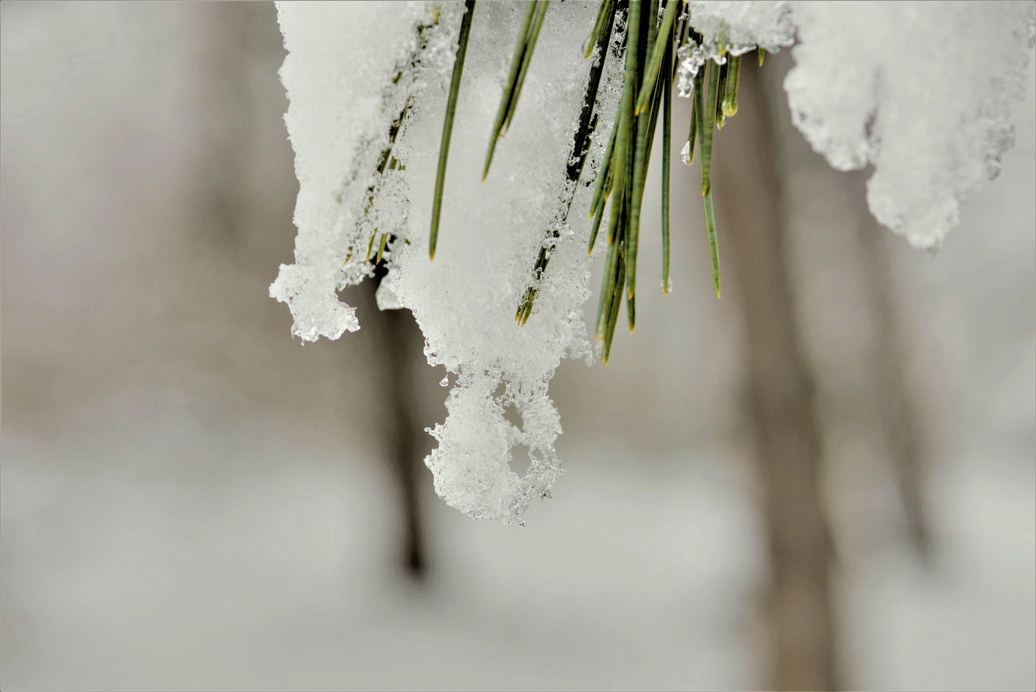 Nikon AF-S Micro-Nikkor 105mm F2.8G IF-ED VR sample photo. Winter pictures photography
