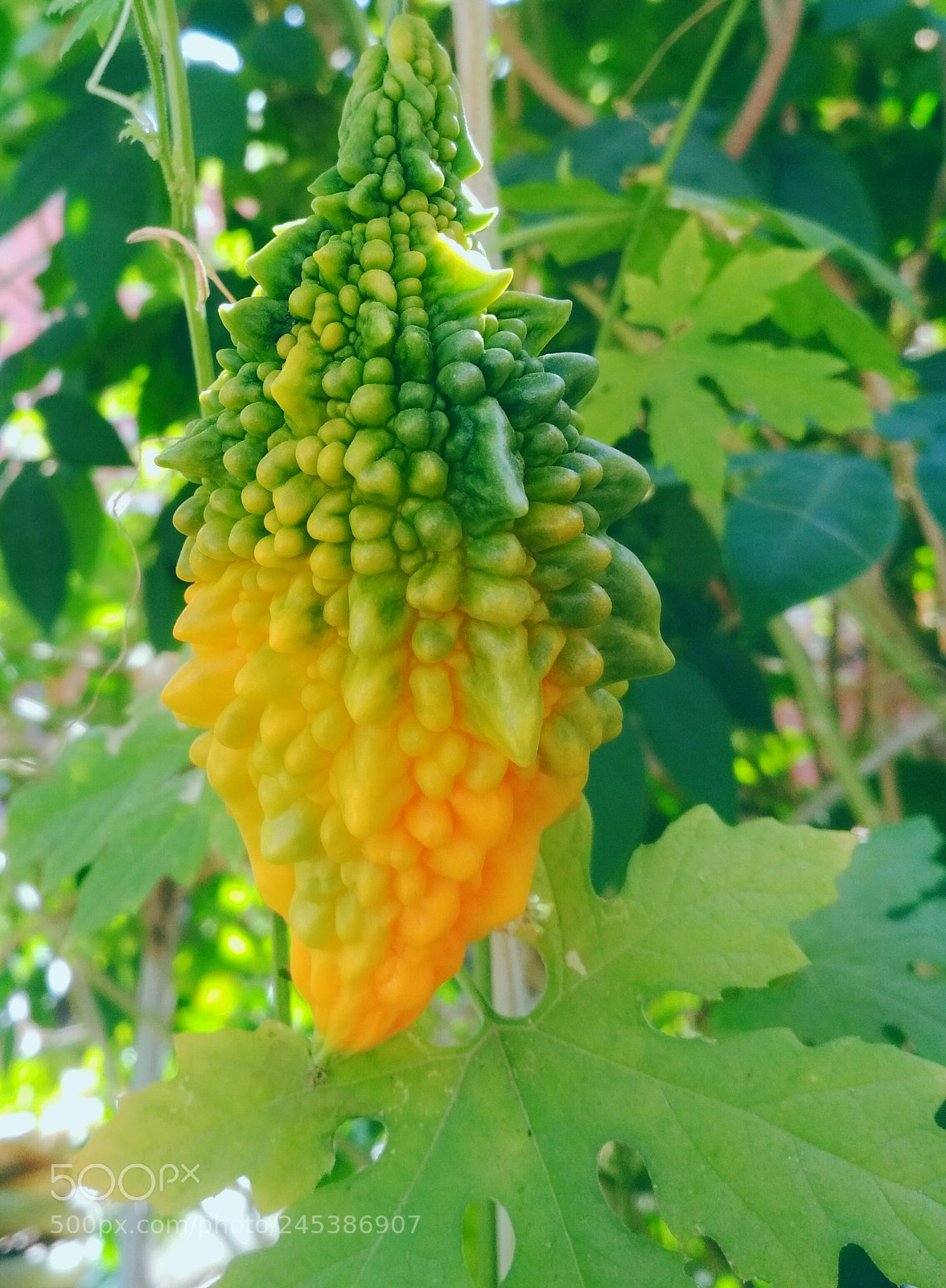 Xiaomi Redmi 4X sample photo. Untitled photography