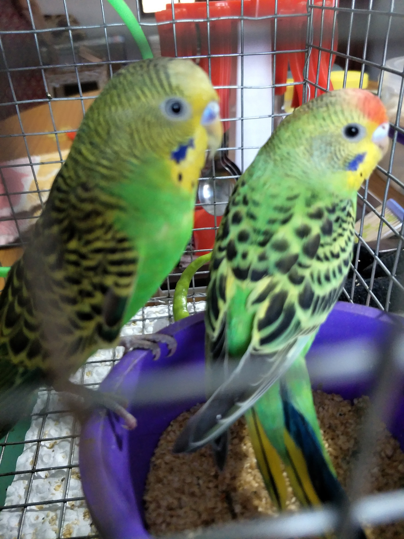 OPPO CPH1613 sample photo. Parrot cuties..😘 photography