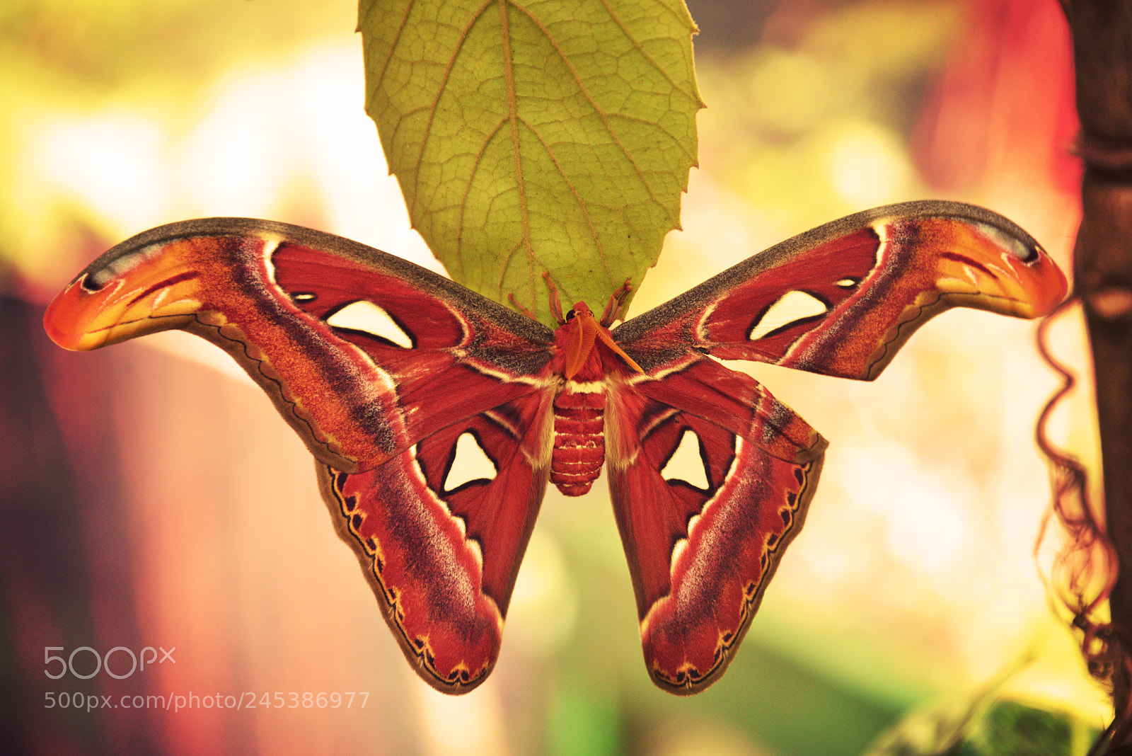 Nikon D800 sample photo. Atlas moth photography