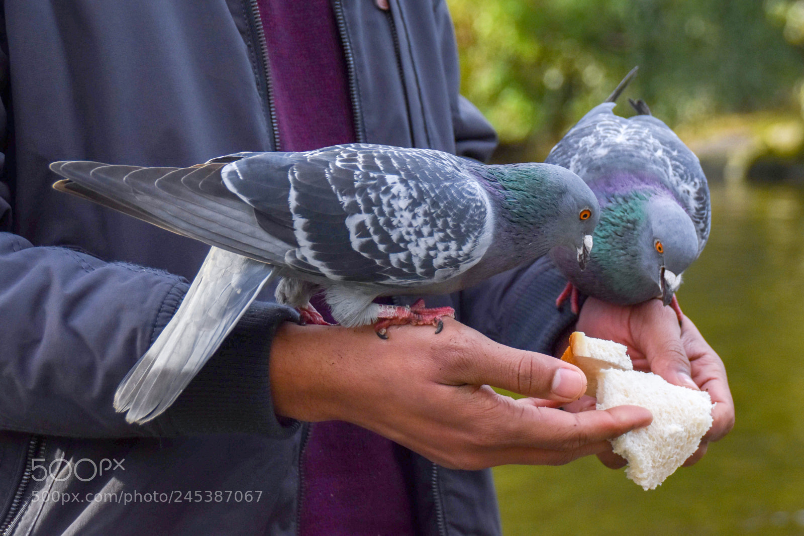Nikon D5500 sample photo. Feeding pigeons photography