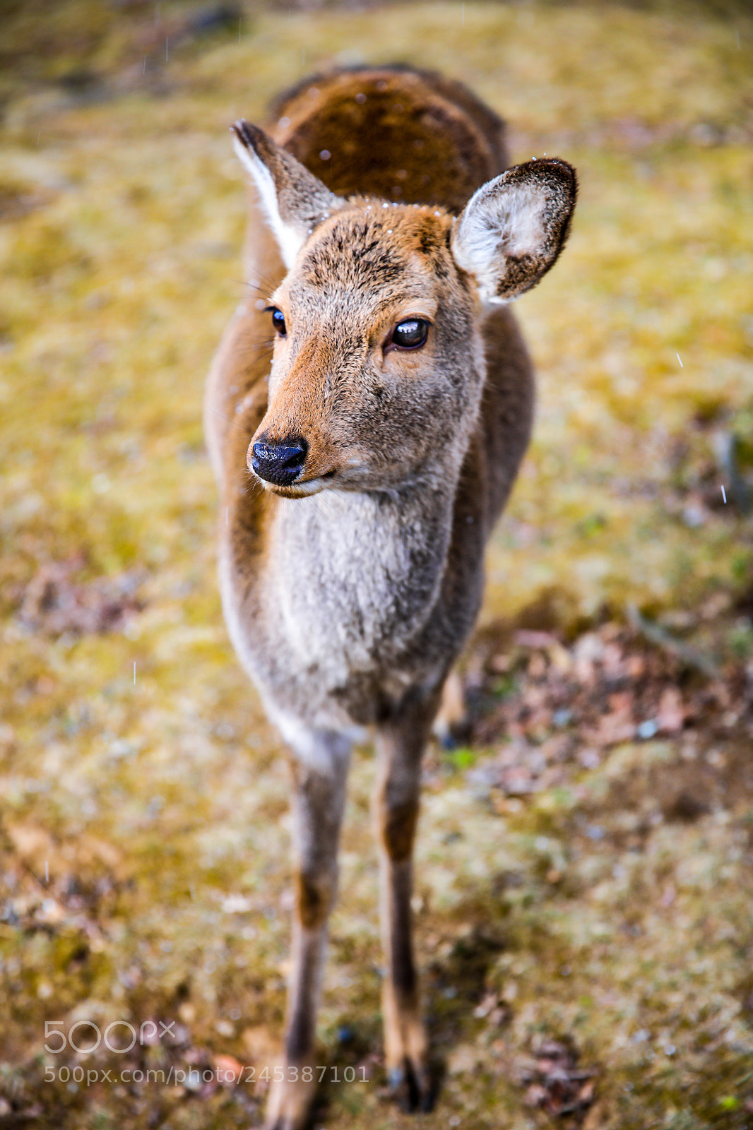 Canon EOS 5DS R sample photo. Deer photography