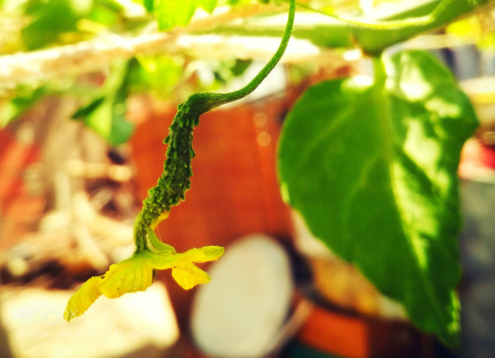 Xiaomi Redmi 4X sample photo. Untitled photography