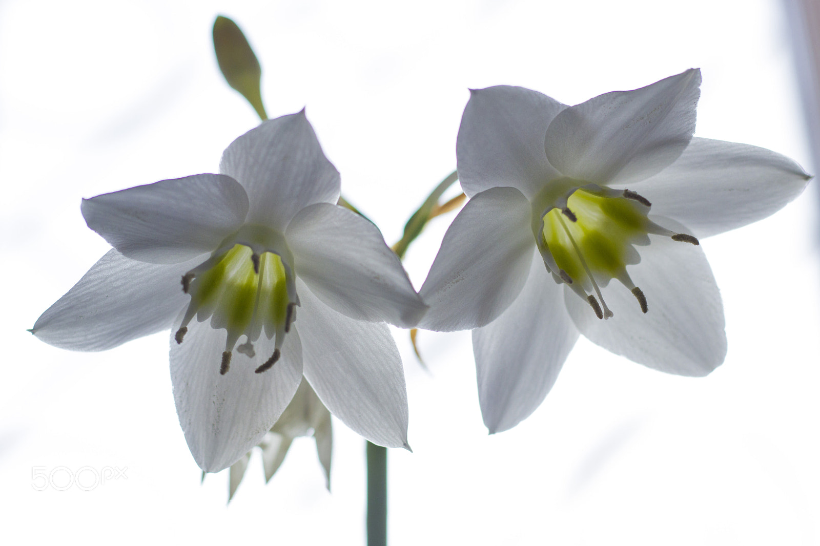 Canon EOS 77D (EOS 9000D / EOS 770D) sample photo. Flowers photography