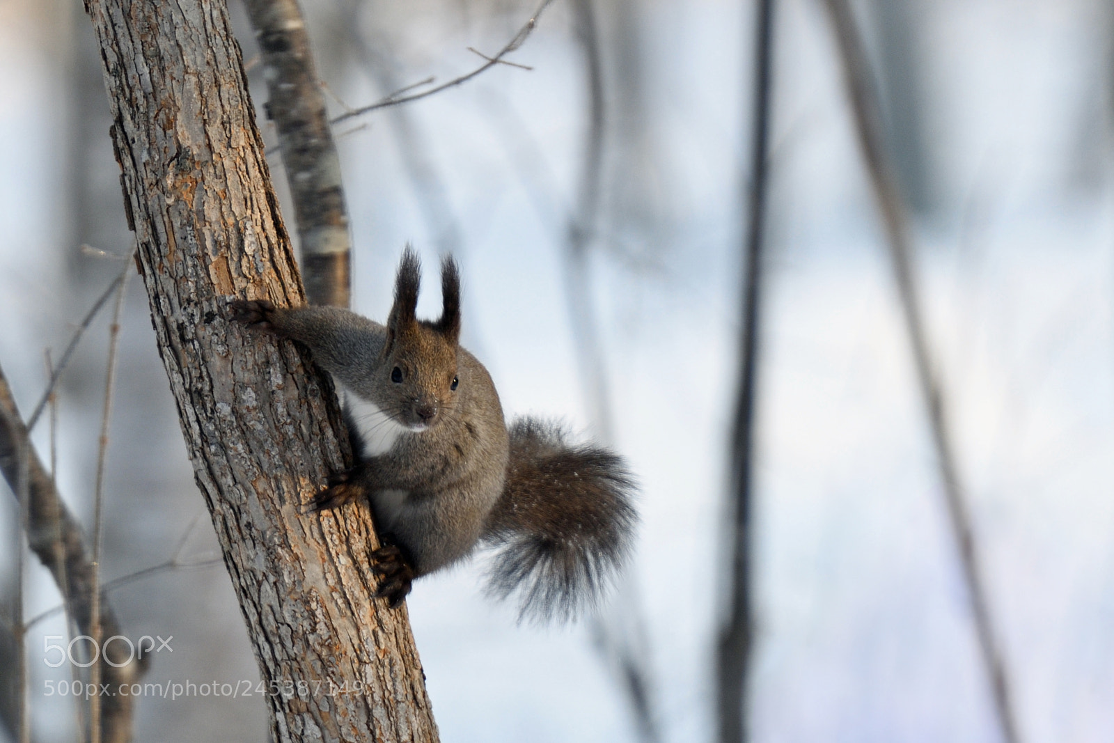 Nikon D850 sample photo. Hokkaido squirrel photography