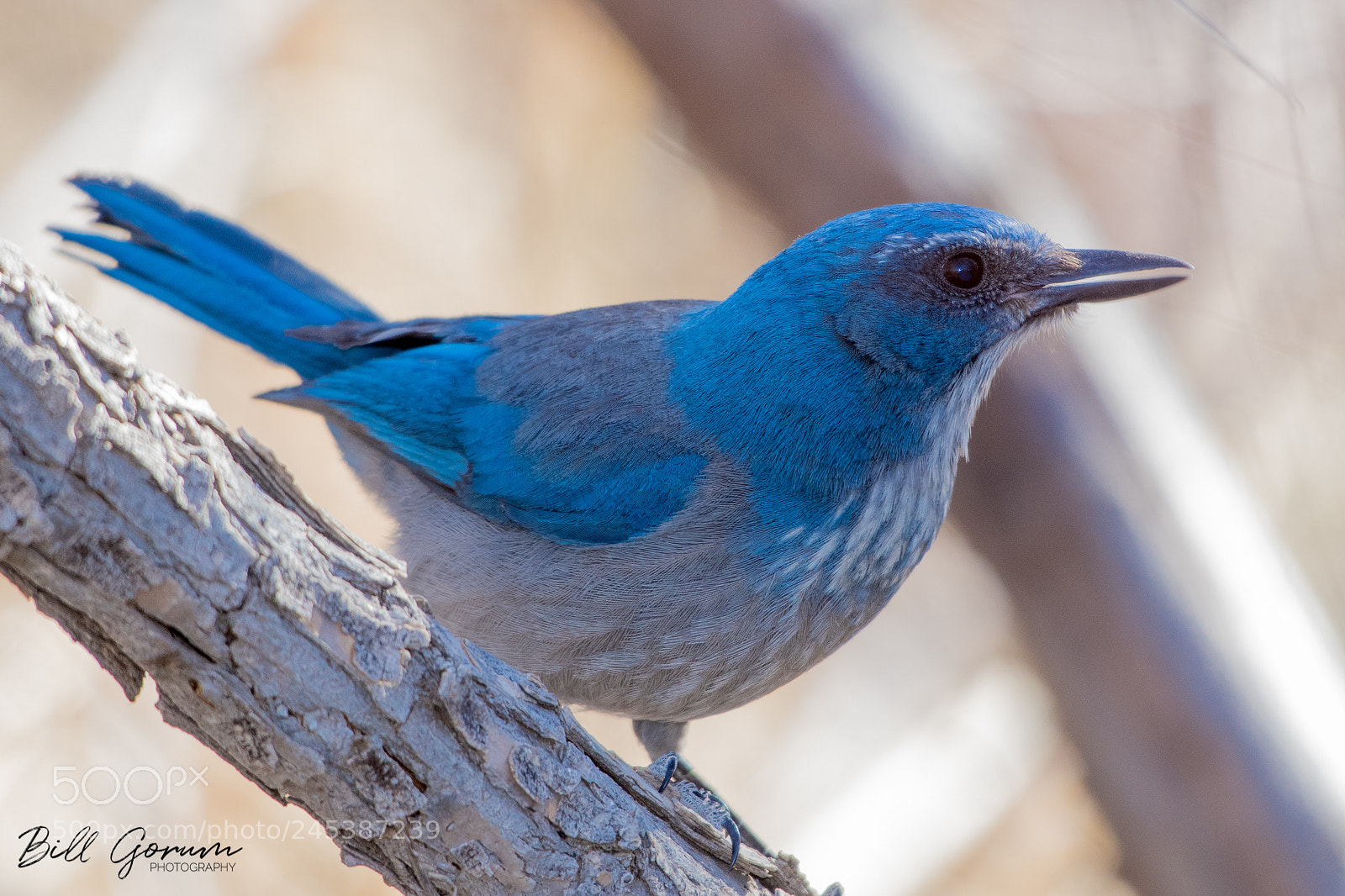 Nikon D500 sample photo. Woodhouse's scrub-jay photography