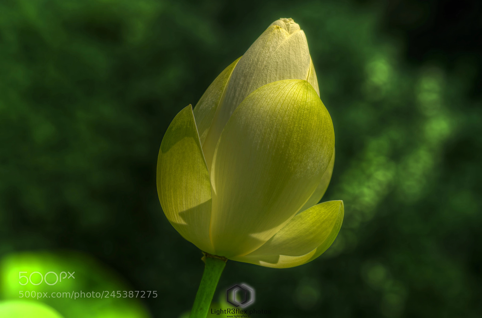 Nikon D610 sample photo. Rising to beauty photography