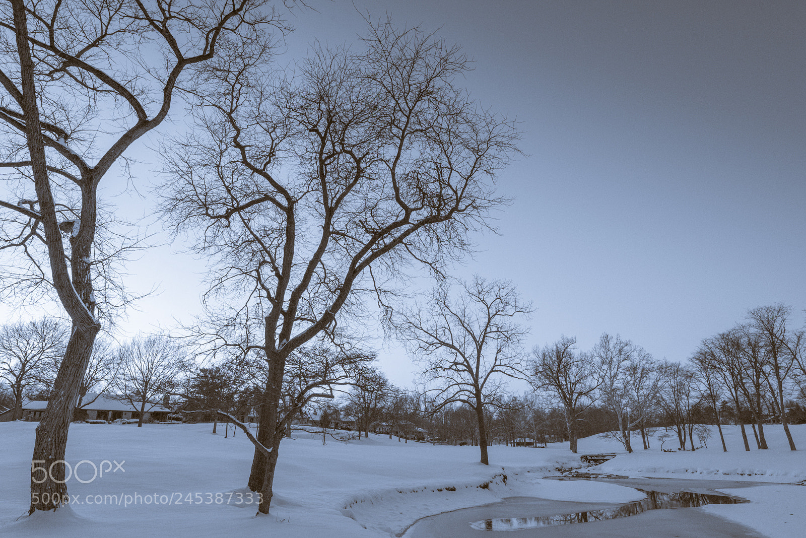 Nikon D810 sample photo. Winter trees photography