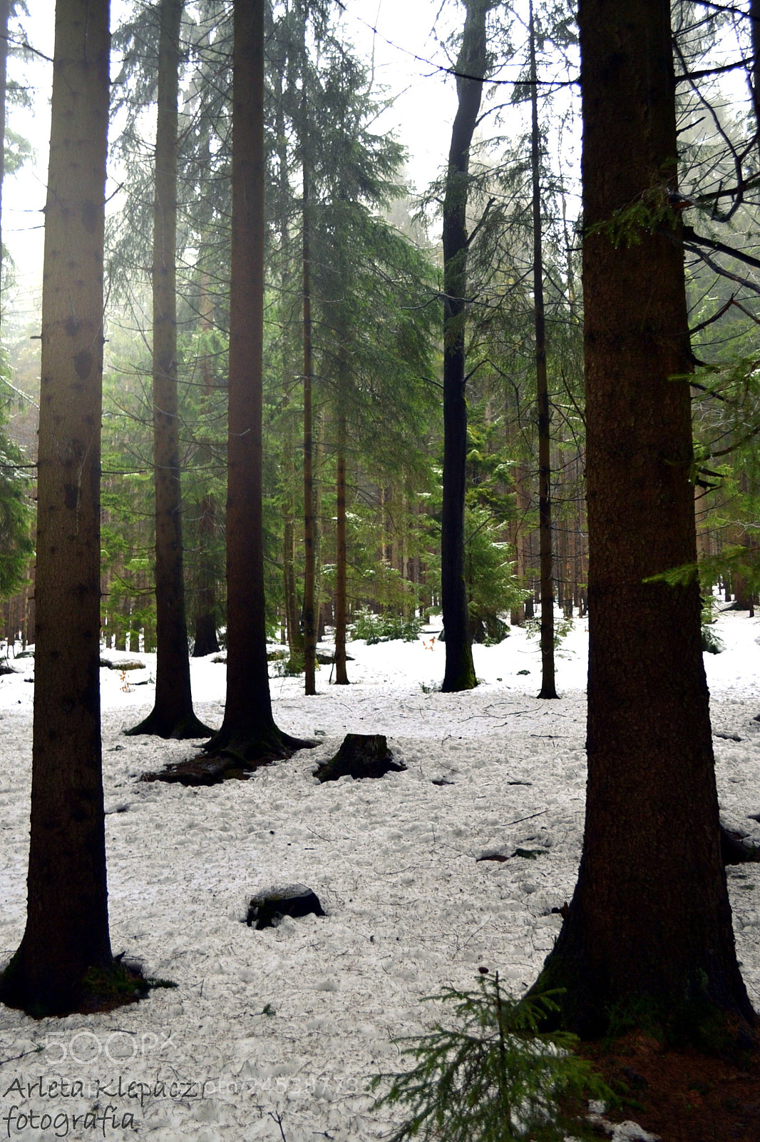 Nikon D3100 sample photo. Winter photography