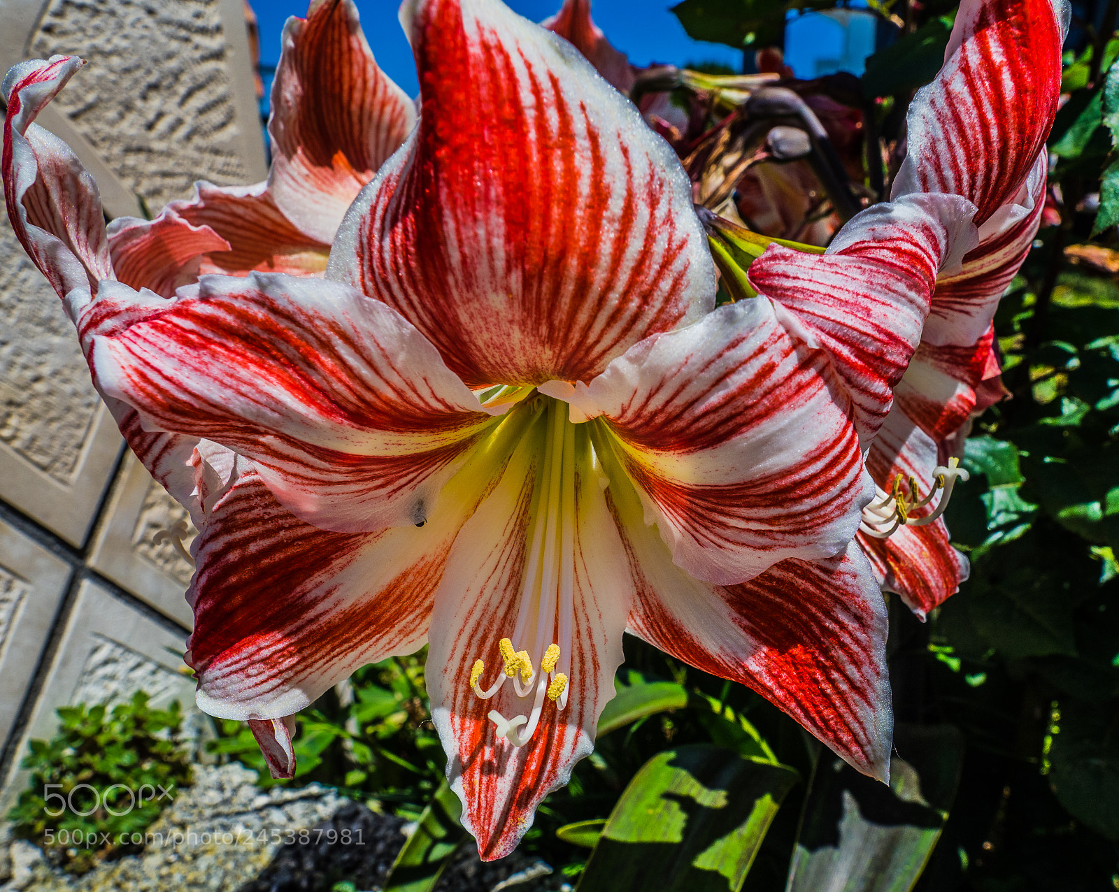 Olympus OM-D E-M1 Mark II sample photo. Olympus digital camera photography